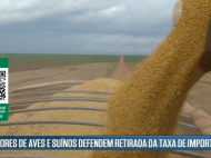 Entenda impacto da alta dos grãos para o setor de aves e suínos