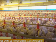 Economia: exportação de carne de frango cresce 13,5% em outubro