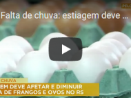 Falta de chuva: estiagem deve afetar e diminuir oferta de frangos e ovos no RS