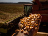 Preços do milho impactam produção de frangos no Sul do país