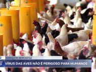 Doença de Newcastle: vírus das aves não é perigoso para humanos