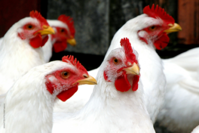 Exportações de carne de frango recuam em agosto