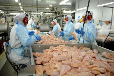 Carne de Frango: O negócio da China que não faz bem ao Brasil