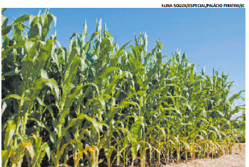 Milho e sorgo em rotação ajudam a conservar o solo