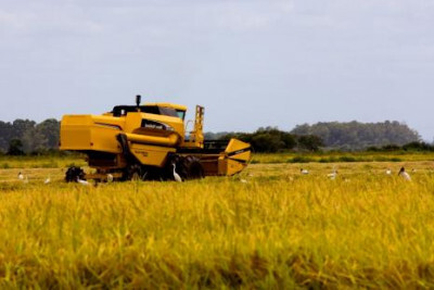 PIB do agronegócio encerra 2018 com estabilidade