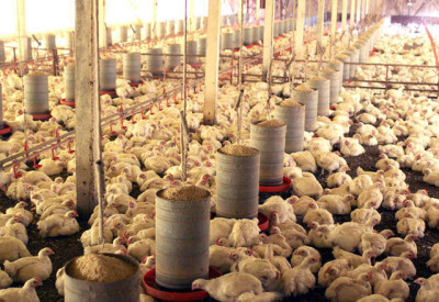 Frango: exportadores esperam manter relação sólida com mercado árabe