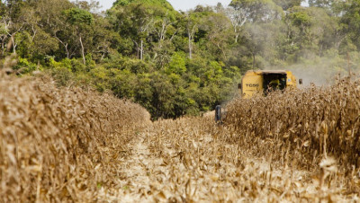 AgRural estima safrinha de milho em 73,5 milhões de toneladas