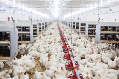 Exportação de frango cresce 14,4% em maio ante maio de 2018, diz ABPA