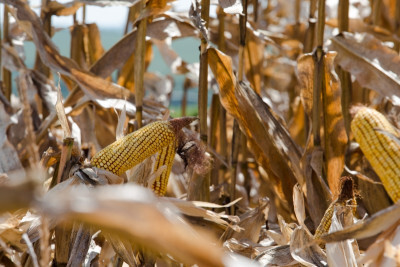 PIB da agricultura gaúcha deve cair 3,2% neste ano