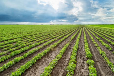 Acordo Mercosul-UE vai modernizar agricultura brasileira, diz Tereza Cristina