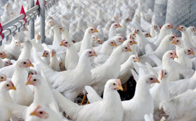 Exportação de carne de frango atinge 357,2 mil t em julho