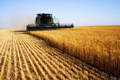 Valor Bruto da Produção agropecuária deve ficar estável em 2019