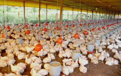 Frango: custo de produção em setembro atinge maior patamar do ano