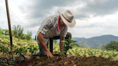 Ipea: PIB agropecuário deve crescer 1,4% em 2019 e 3,7% em 2020