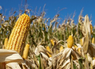 Produção gaúcha não atingirá todo potencial