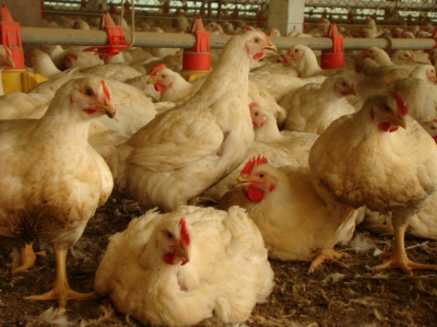 Alta no custo de produção impacta mercado de frango em fevereiro