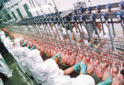 Frango: gripe aviária pode fazer Brasil exportar para outros países