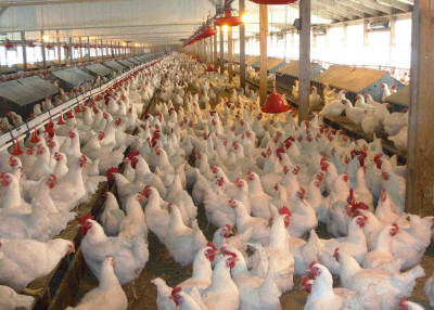 Egito avalia abrir mercado para cortes de frango do Brasil