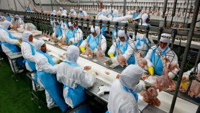 Exportações de carne de frango mantêm tendência positiva, avalia ABPA