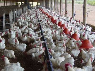 Média diária de volume exportado de carne de frango melhora na 2ª semana do mês