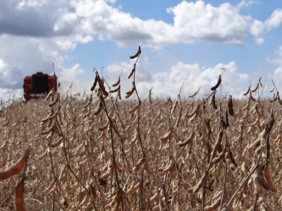 Soja deve ultrapassar 6 milhões de hectares no RS