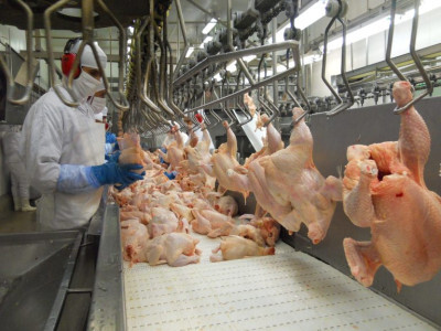 Exportações de carne de frango registram retração em setembro