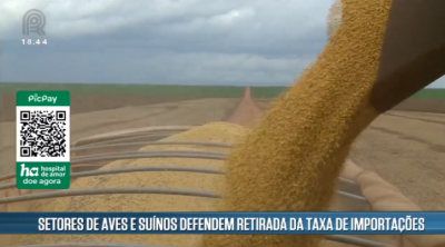 Entenda impacto da alta dos grãos para o setor de aves e suínos