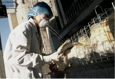 Índia começa abate em massa de aves devido a surto de gripe aviária