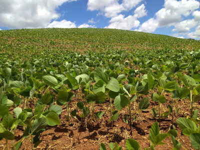 Cooperativas agropecuárias gaúchas apostam na soja para recuperar perdas