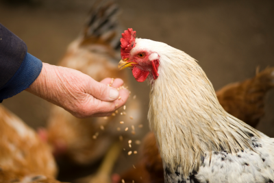 Custos de produção de suínos e frango têm forte alta em 2020.