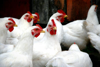 Gripe Aviária: Alemanha detecta novos casos em aves; França reativa campanhas de alerta