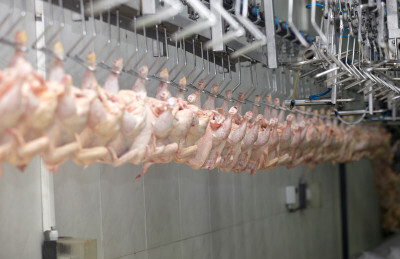 Exportação de carne de frango no início de março tem melhores resultados sobre março/20