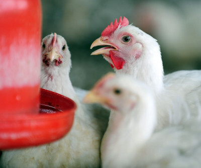 RS tem no milho grande ponto de atenção, mas setor de aves deve crescer, destaca Asgav