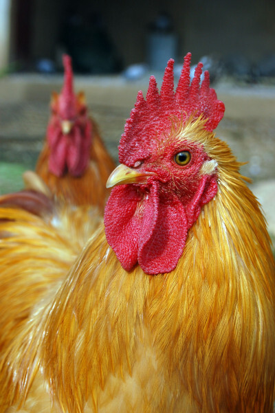 Preços do frango estáveis ou em queda neste último dia de março (31).