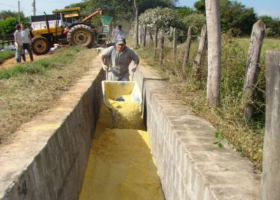 Setor de proteína animal quer liberação de milho transgênico dos EUA para ração