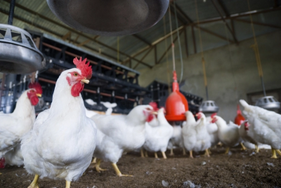 Exportações de carnes de frango e suína sobem entre janeiro e maio