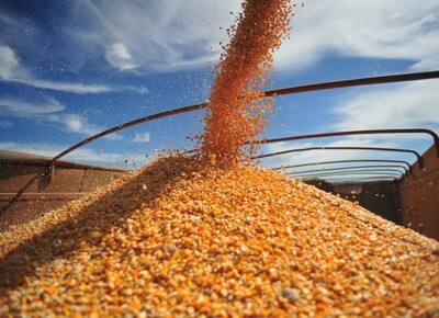 Setor de carnes aprova liberação da importação de milho dos EUA; veja repercussão