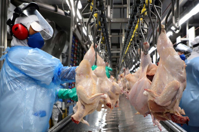 Consumo aquecido de frango no Brasil garante suporte aos preços