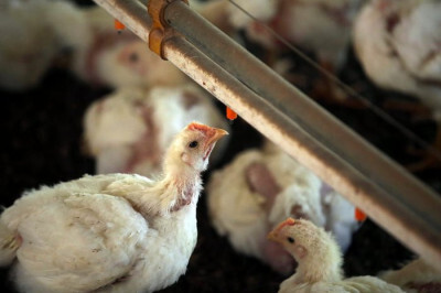 Custos fazem produção de frango recuar no RS e podem trazer novos reajustes à carne