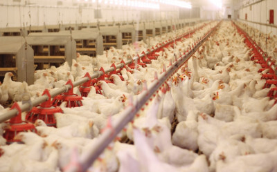 Abate de aves cai 5,5% no semestre