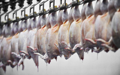 Carne de frango permanece como oitavo principal gerador da receita cambial brasileira