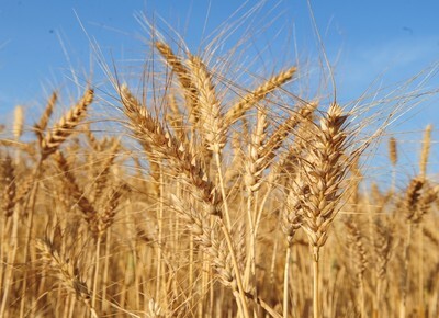 Estado colhe novo recorde na produção, agora no trigo