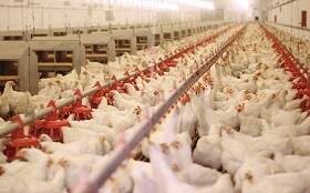 Em 2021, Brasil registrou recorde de produção de proteína animal