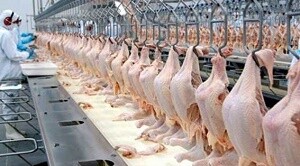 Exportação de carne de frango para os Emirados Árabes aumenta em quase 30% em 2021