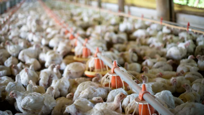 Exportações de frango sobem, com Emirados Árabes superando China