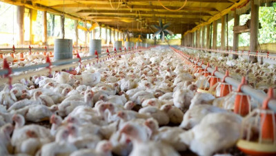 Indústria de frango e suíno prevê maior demanda por carnes e menor preço do milho