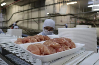 Receita de exportações de carne de frango cresce 15% em outubro