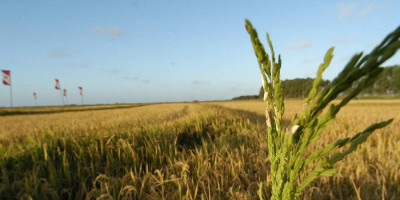 Duas Safras abre ciclo 2023 durante 33ª Abertura da Colheita de Arroz e Grãos em Terras Baixas