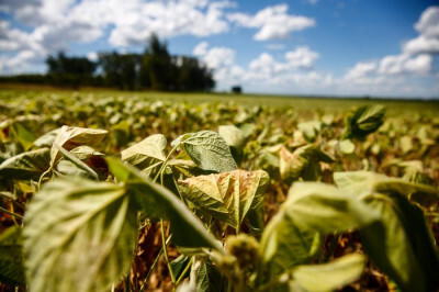 Conab inclui novas perdas do RS na conta, mas projeção nacional segue recorde