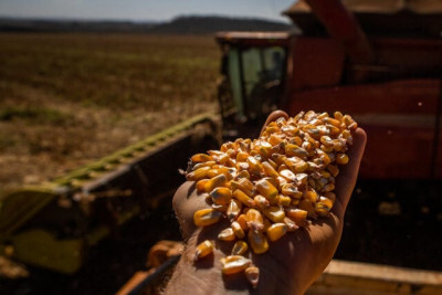 Preços do milho impactam produção de frangos no Sul do país